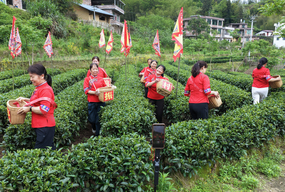 湖南桂东、清泉镇中坑村、畲族、茶园直播、谷雨采茶、畲山茶俗、高山好茶、乡村振兴、云端新业态