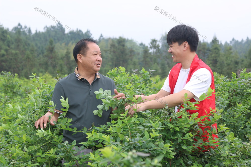 乡村振兴 驻村 工作队 蓝莓 增收 致富