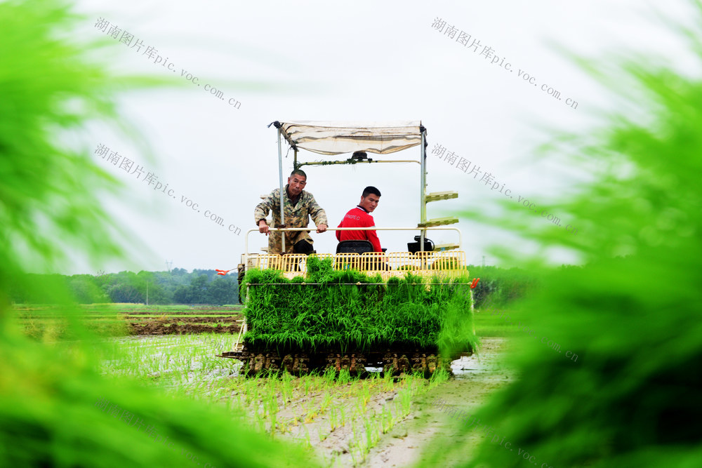 蓝山：早稻插秧忙