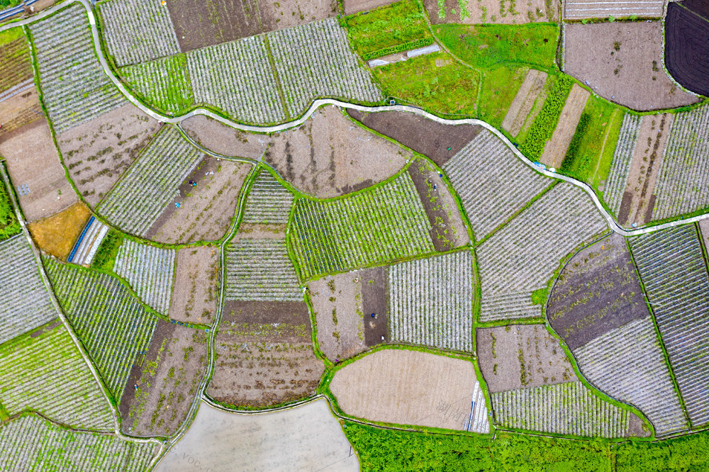 农业  农村  湘西  马铃薯  农民