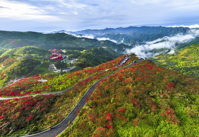 杜鹃花  阳明山国家森林公园  野生杜鹃 
