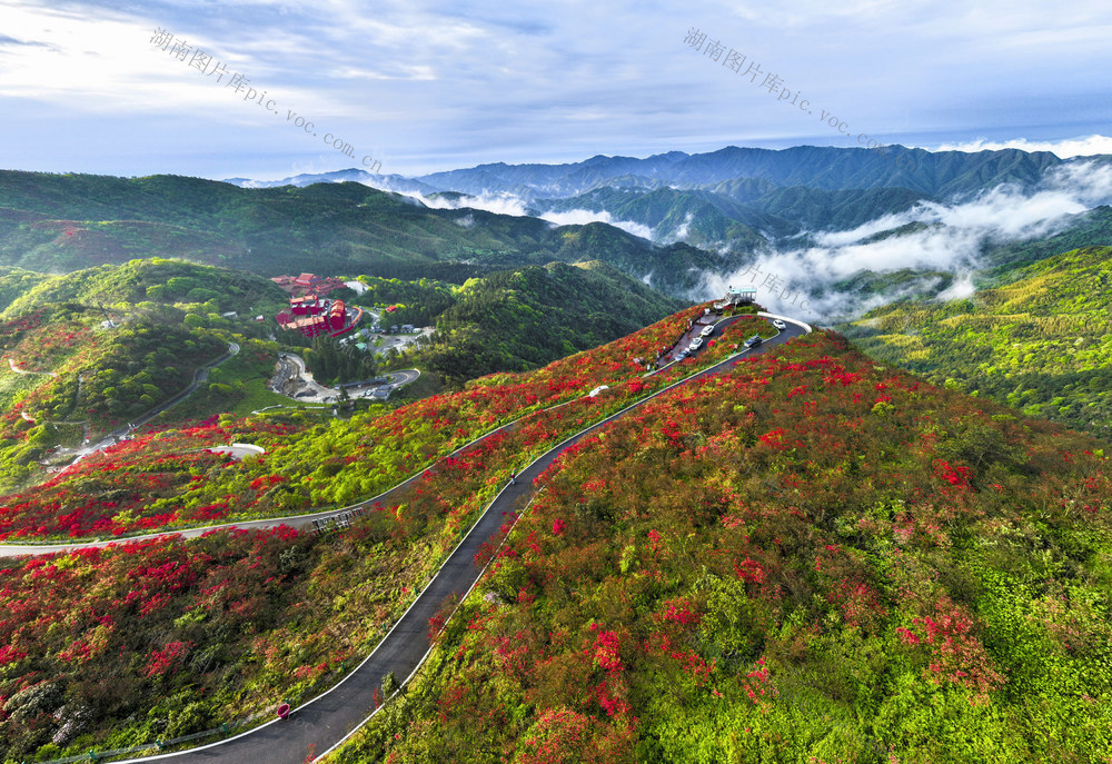 杜鹃花  阳明山国家森林公园  野生杜鹃 