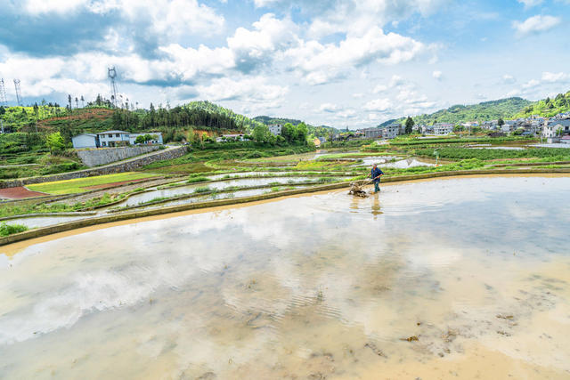 犁田保水   稻鱼间作