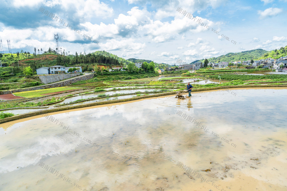 犁田保水   稻鱼间作