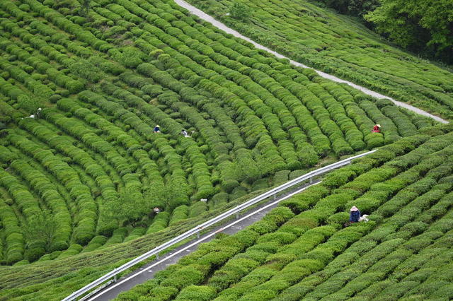 采收致富茶