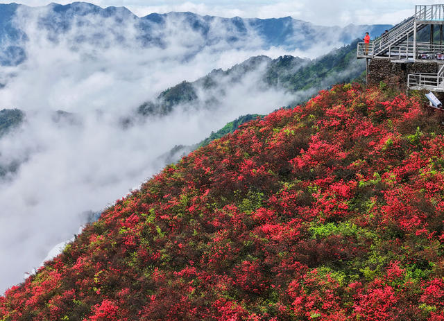 双牌 杜鹃花