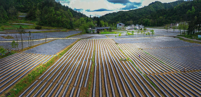 湖南，龙山，乡村，产业，农旅融合，乡村振兴