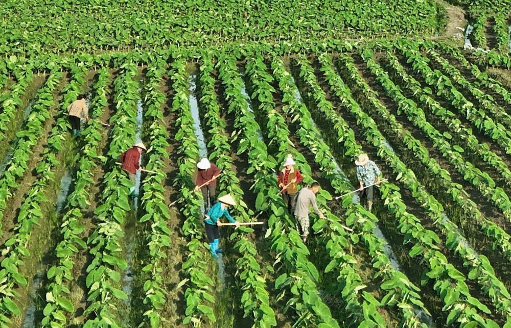 供港蔬菜管护忙