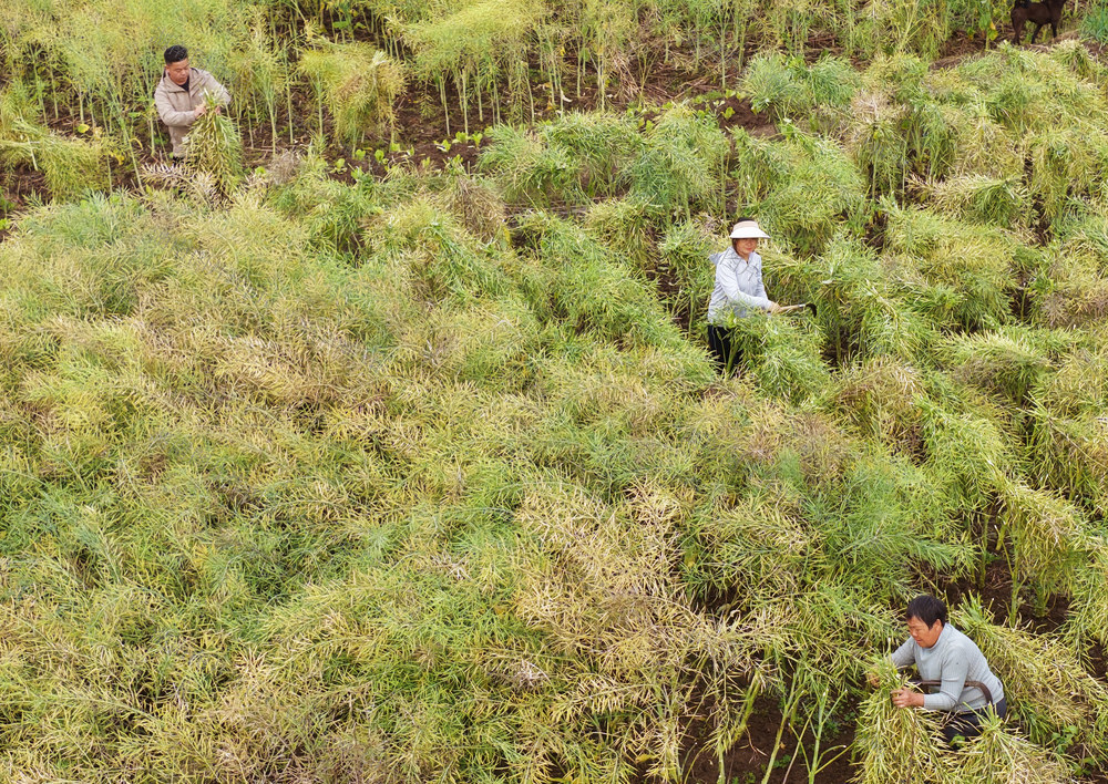 嘉禾：油菜喜丰收  农户收割忙