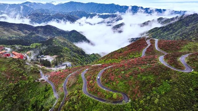 杜鹃花、游客、国家森林公园、