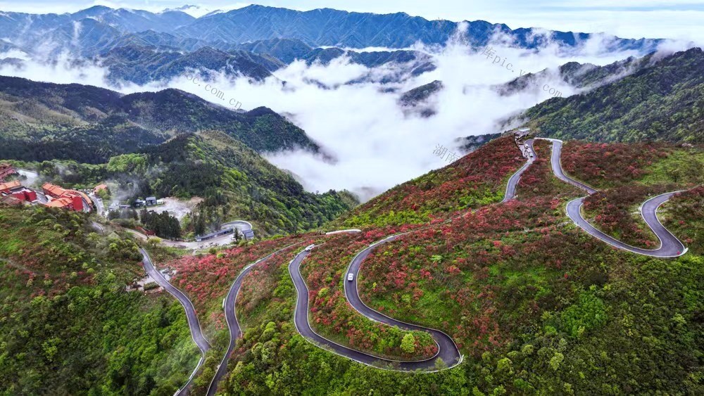 杜鹃花、游客、国家森林公园、