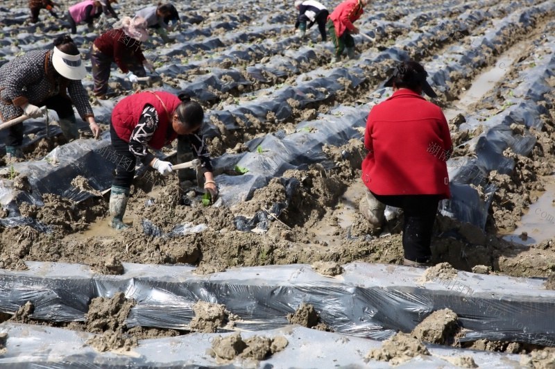 农业 农村 乡村振兴