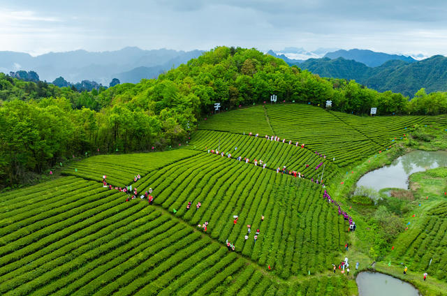 春天  采茶