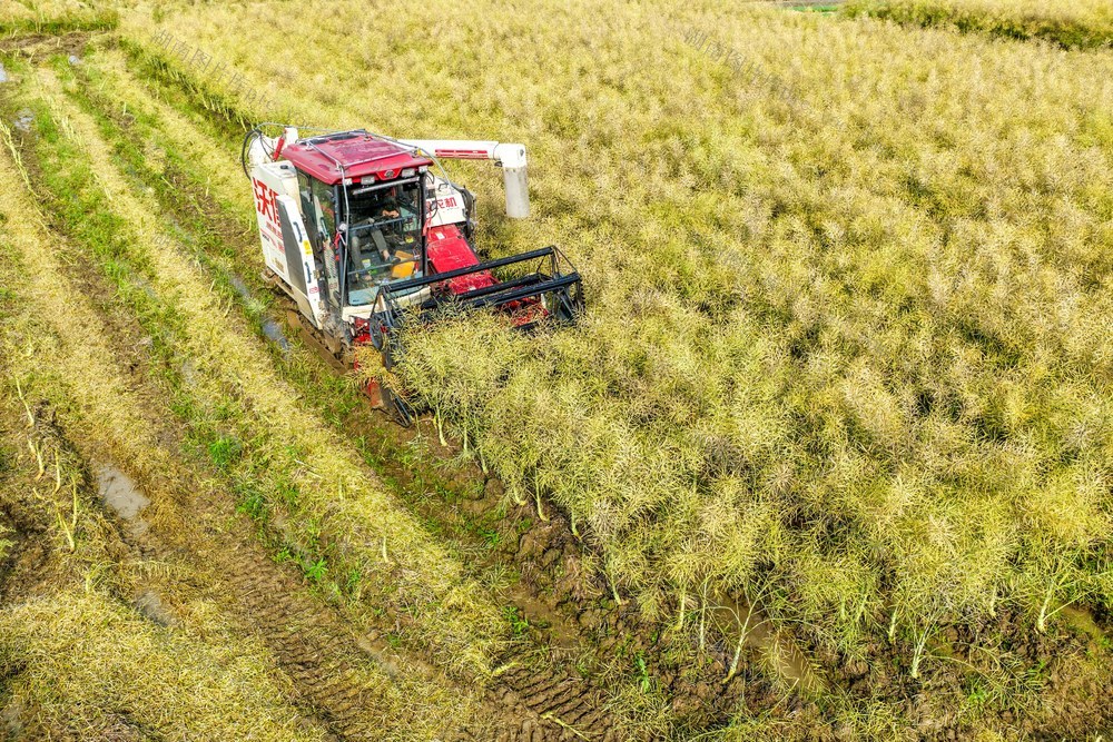 湖南道县：油菜收获忙