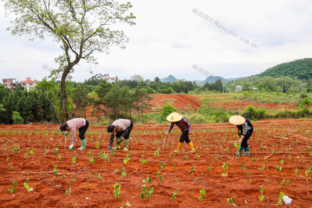栽桑  养蚕  产业  移民  发展