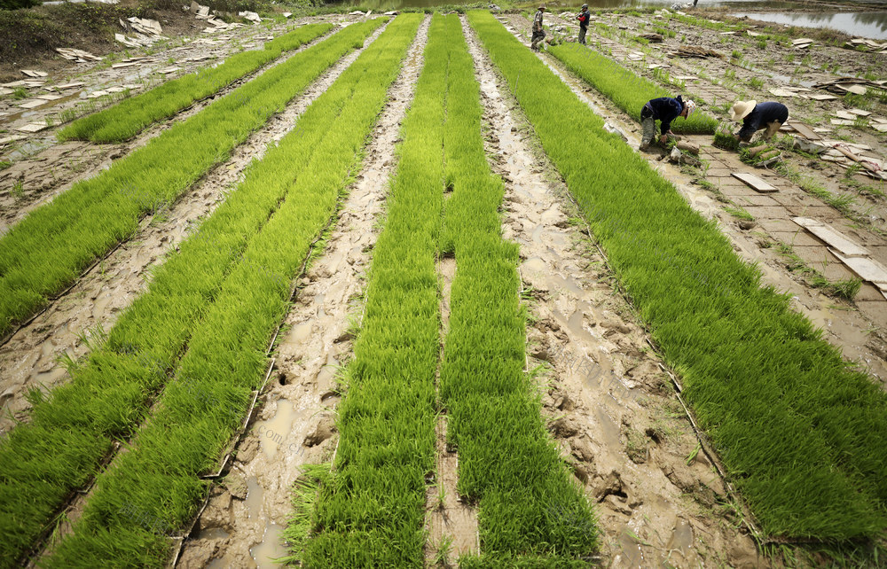 春耕时节 早稻插秧 农业产业 农业补贴