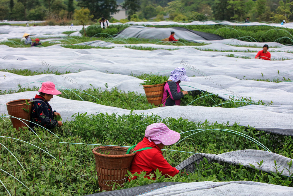 湖南，龙山，抹茶，采摘，产品，调整，增产，增收