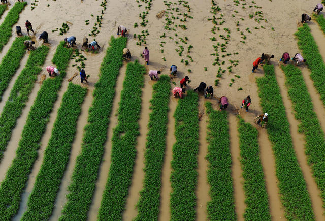 嘉禾：互帮互助插秧忙