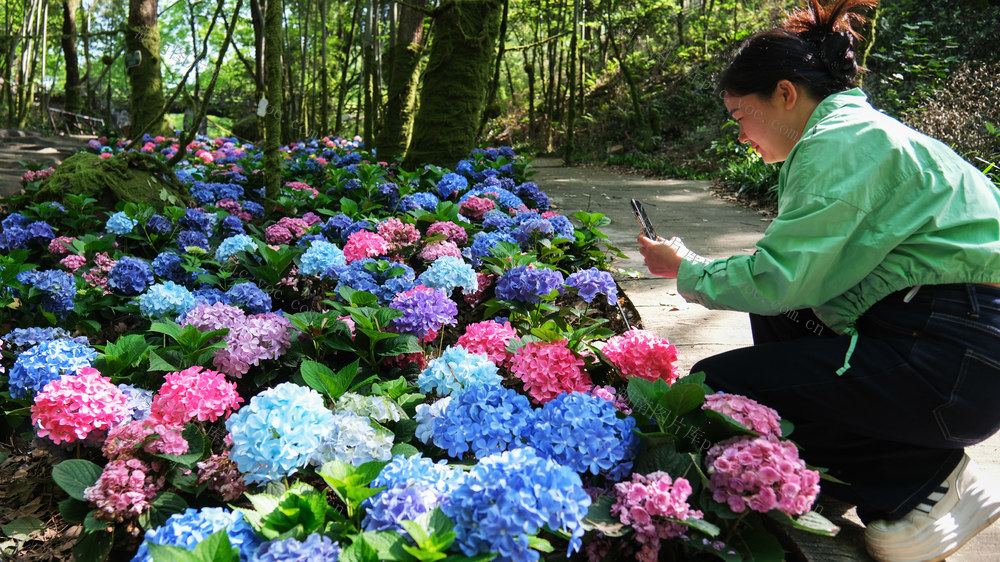 绣球花开，石燕湖景区