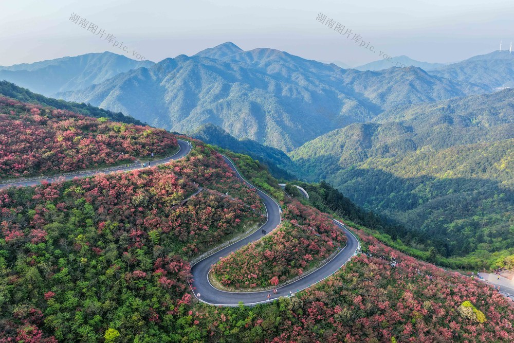 湖南双牌：阳明山十万亩连片杜鹃花进入盛花期