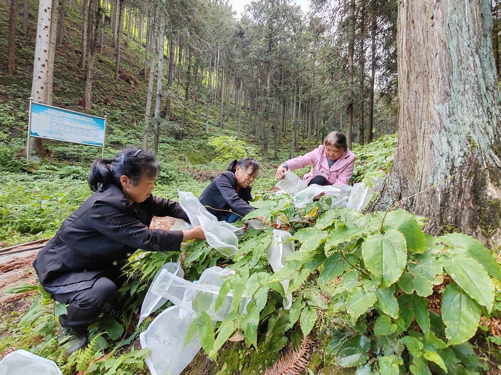绿蕴青山  林下生金