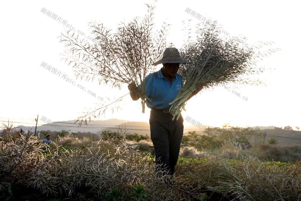 宁远 油菜 丰收