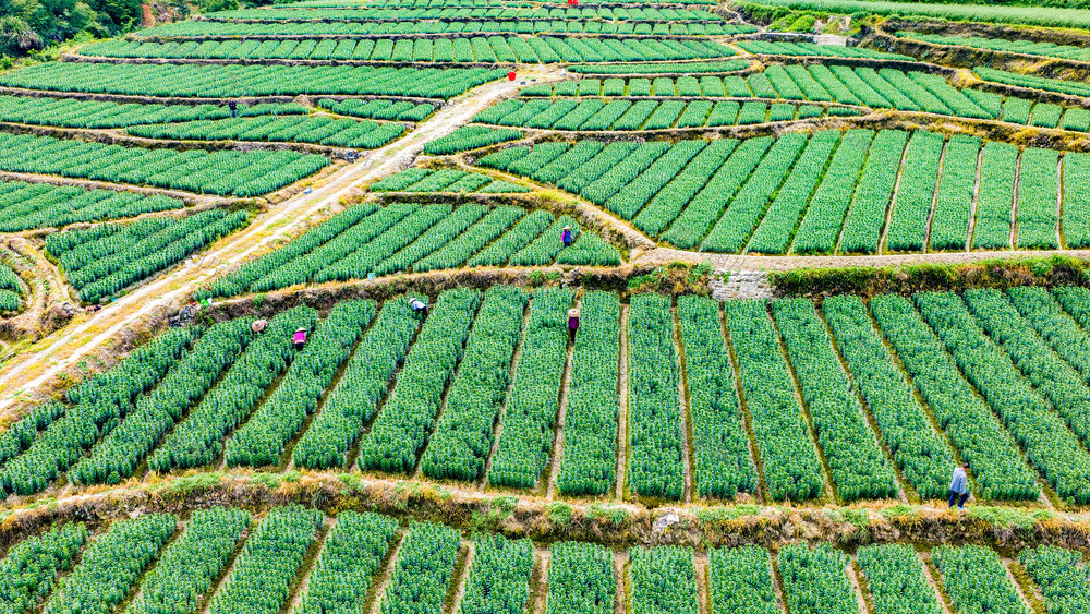 农业  农村  种植业  百合  怀化
