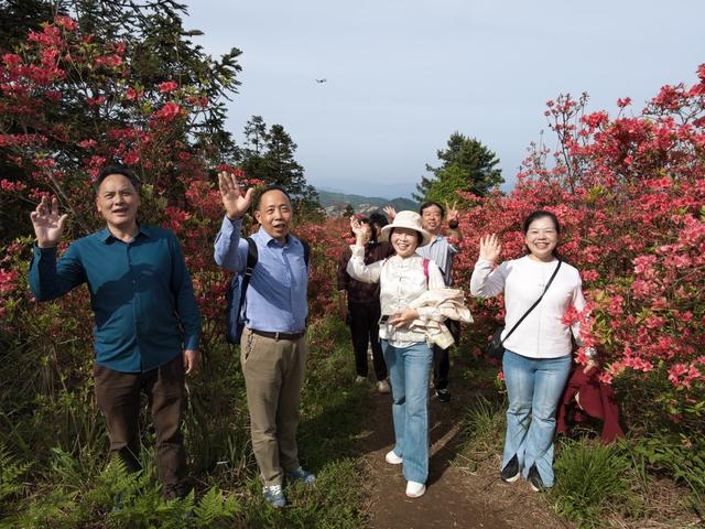 杜鹃竞绽放 引客踏青
