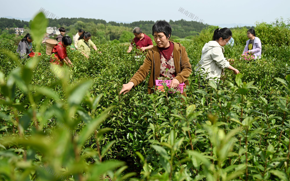 采茶 茶园 茶叶 采摘 生态 环境 山地 高山 规模 农民 农村 产业链 增收 富硒