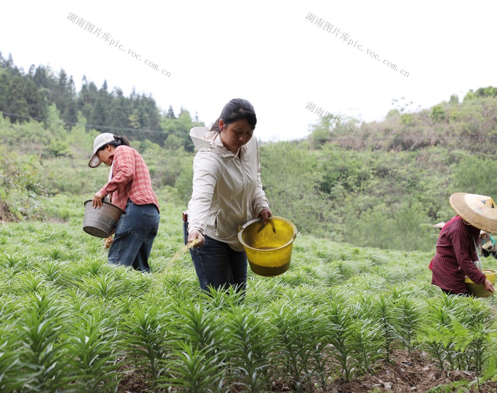        百合种植      助农增收