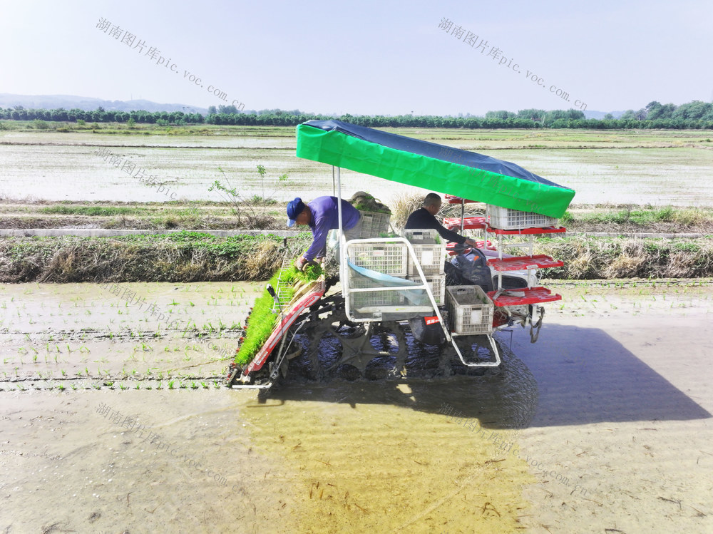 暮春  春耕  粮食生产  早稻移栽