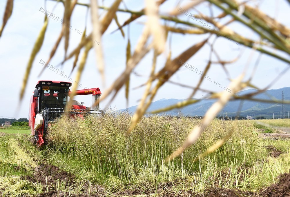  油菜收获忙