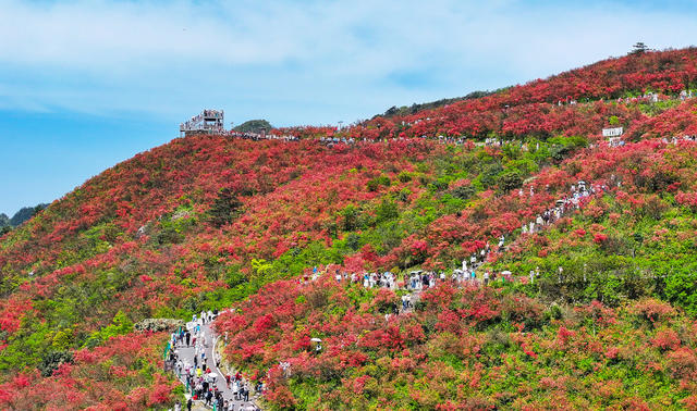 杜鹃花  映山红  赏花  游玩  旅游