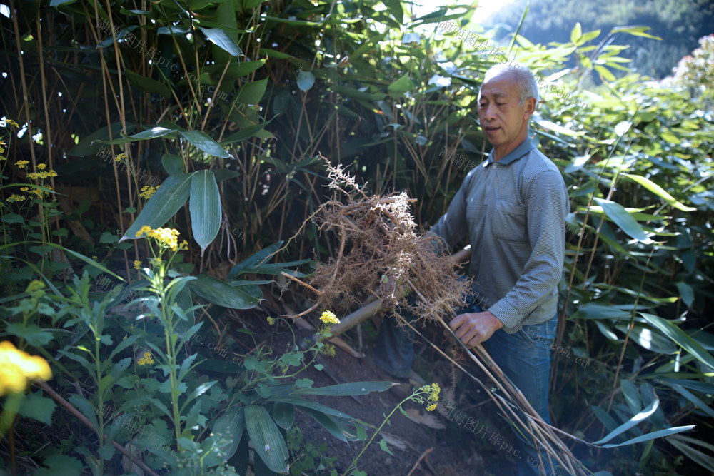 老党员陈登辉以粽叶为媒，深耕容器苗产业，带动乡邻增收致富，用一片绿叶托起乡村振兴共富梦
