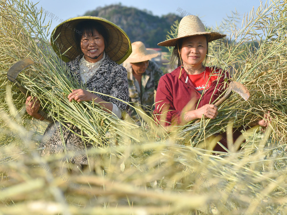 嘉禾：油菜产业助增收