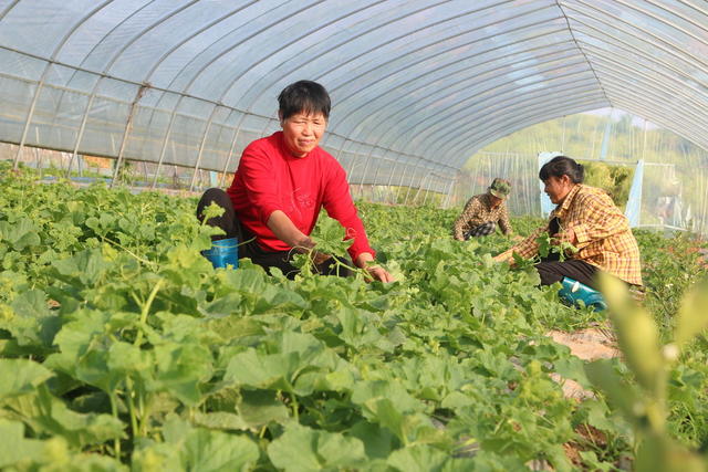 香瓜 耕地 农民 绿意