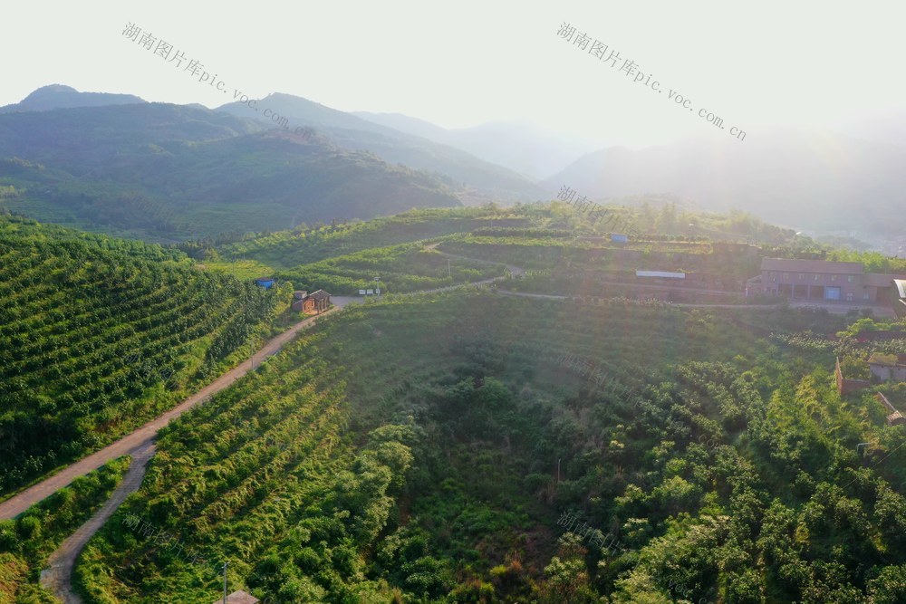 工业褪去后的柚子园