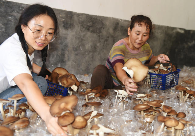 嘉禾：菌业种植助增收