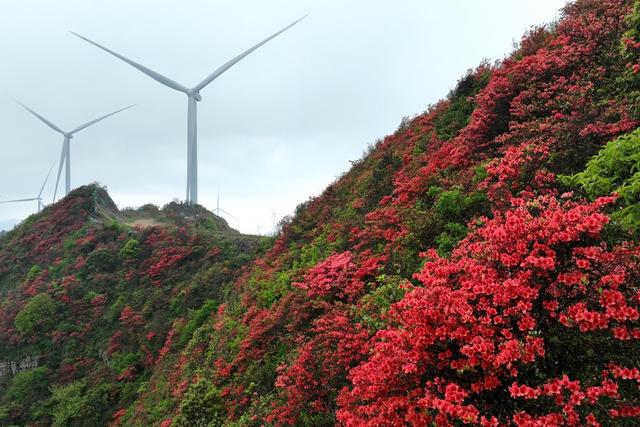 宁远 杜鹃花 