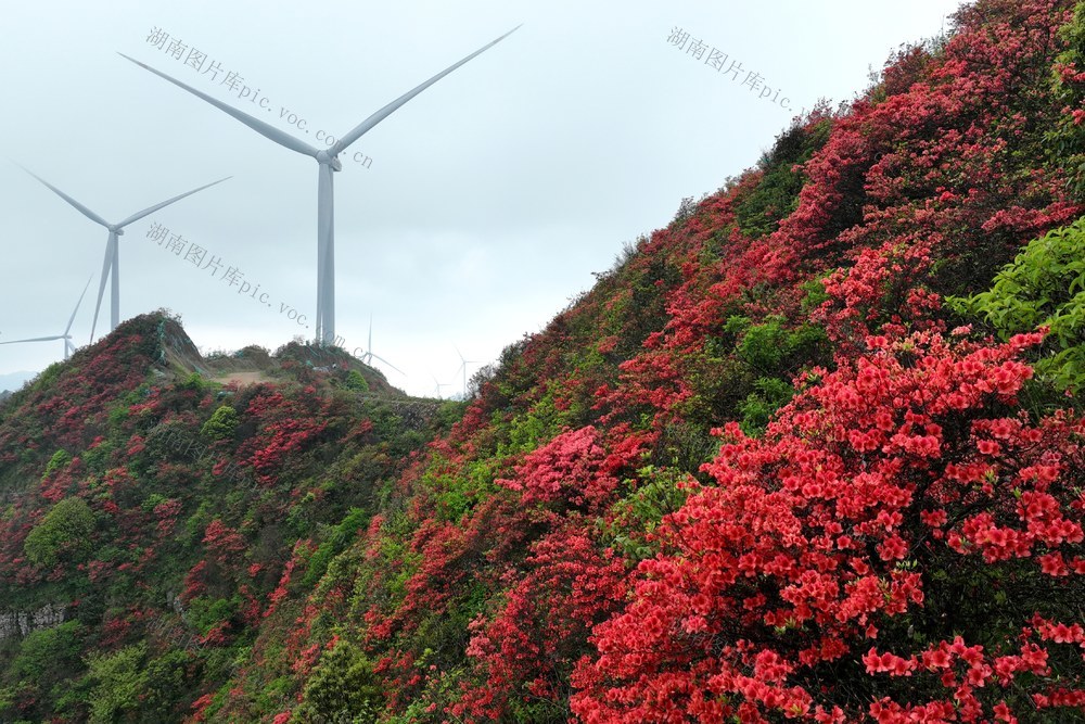 宁远 杜鹃花 