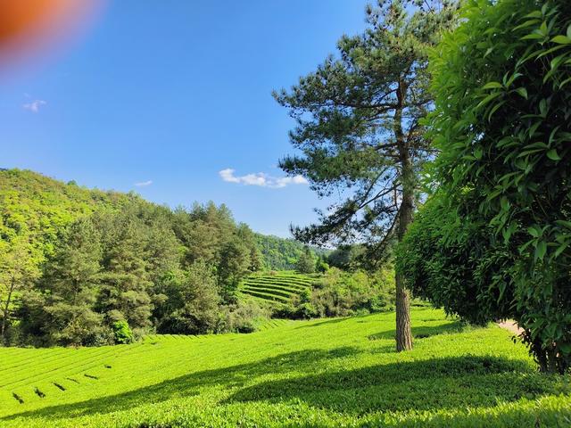 古  楼  坡  的   春   天

