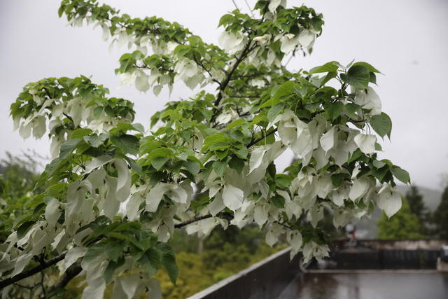  湖南  龙山 “白鸽”振翅  游客
