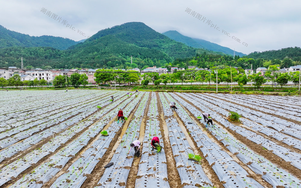 种植  鲜食玉米  农事  增收
