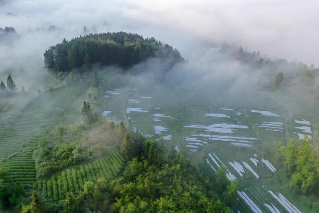 湖南，龙山，暮春，农事，繁忙，采茶，耕作

