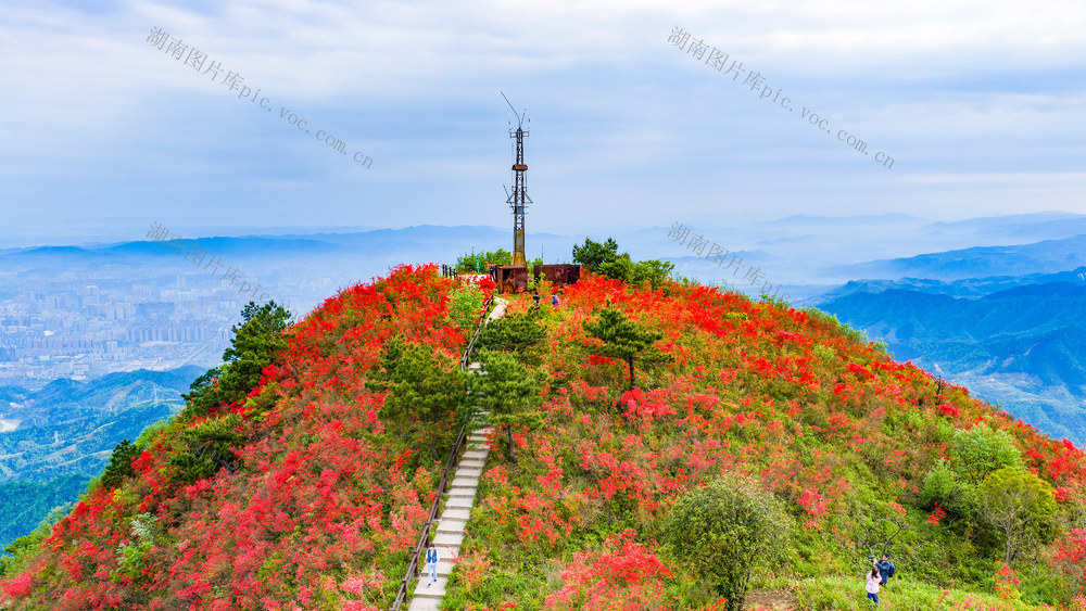 文旅  春天  鲜花  杜鹃  怀化 