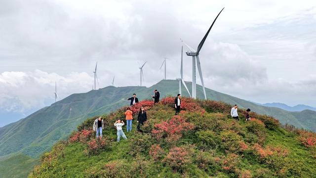 湖南 桂阳 泗洲山 杜鹃 草地 风机 云雾