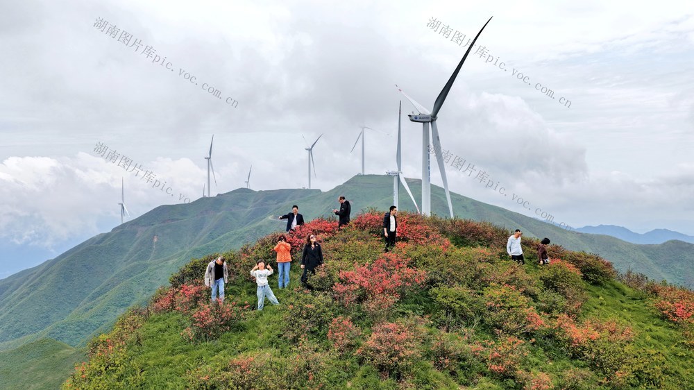 湖南 桂阳 泗洲山 杜鹃 草地 风机 云雾