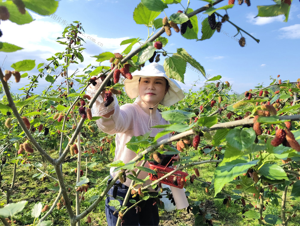 采摘桑葚（图）

5月4日，湖南省隆回县北山镇莫家村桑葚基地迎来游客。3年前，该村村民莫生芳承包20亩荒山栽种桑葚，今年进入盛产期，游客纷纷前来现场采摘。