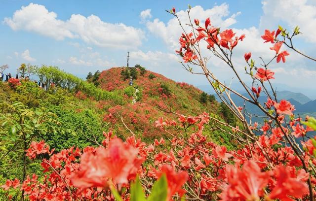 
怀化凉山,杜鹃花海,五一假期,登山踏青,怀化风光,初夏盛景,游人如织,山野风光,城市远景,怀化文旅
