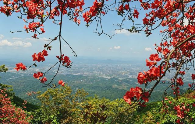 
怀化凉山,杜鹃花海,五一假期,登山踏青,怀化风光,初夏盛景,游人如织,山野风光,城市远景,怀化文旅
